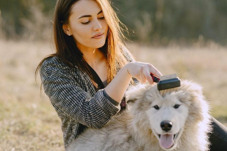 Pet Care Solutions Every Busy Owner Needs to Know Right Now