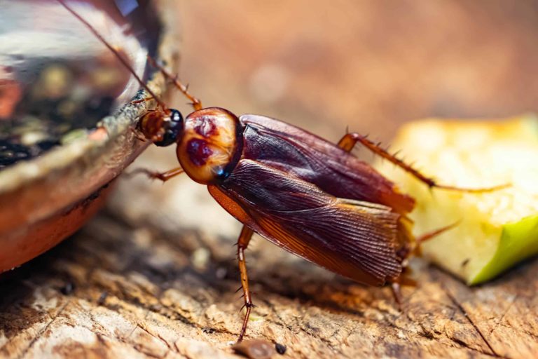 The Ultimate Guide to Preventing Home Pest Invasions